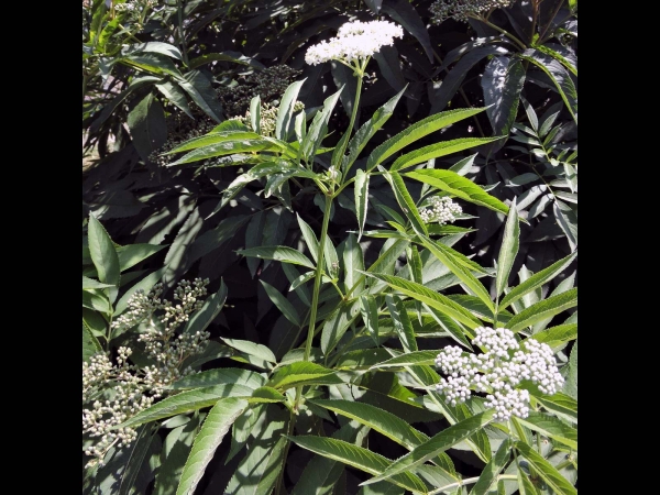 Sambucus ebulus
Danewort, Dwarf Elderberry (Eng) Kruidvlier (Ned) Zwerg-Holunder (Ger) Mürver Otu (Tr)
Trefwoorden: Plant;Adoxaceae;Bloem;wit