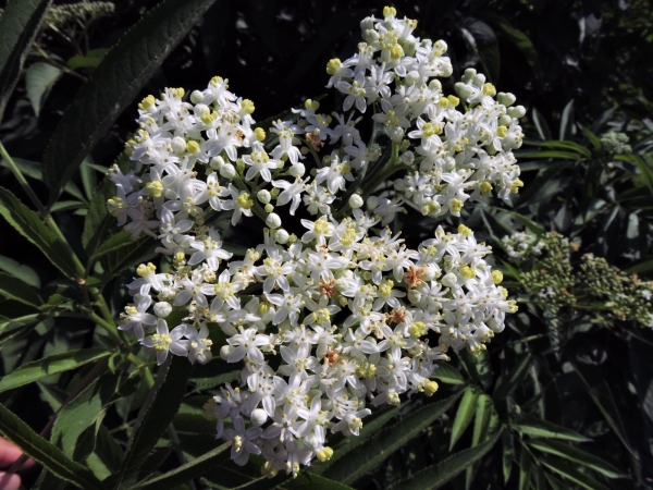 Sambucus ebulus
Danewort, Dwarf Elderberry (Eng) Kruidvlier (Ned) Zwerg-Holunder (Ger) Mürver Otu (Tr)
Trefwoorden: Plant;Adoxaceae;Bloem;wit