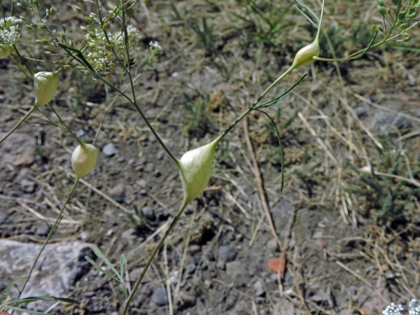 Lepidium vesicarium
Çakçakotu (Tr) 
Trefwoorden: Plant;Brassicaceae;Bloem;wit