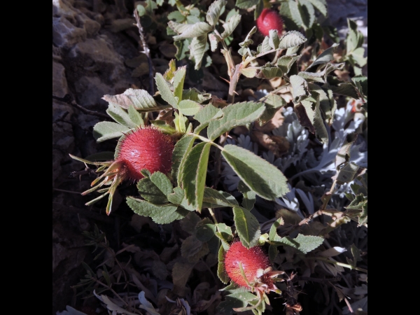 Rosa villosa
Apple Rose (Eng) Viltroos (Ned) Apfel-Rose (Ger)
Keywords: Plant;struik;Rosaceae;vrucht