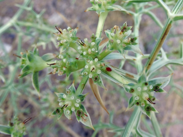 Echinophora spinosa
Prickly Parsnip (Eng) Starre Stacheldolde (Ger) 
Trefwoorden: Plant;Apiaceae;Bloem;wit