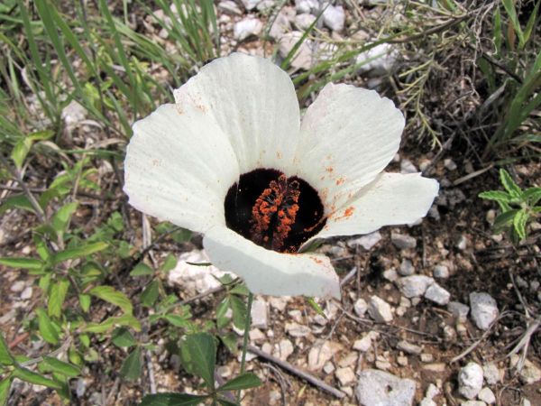 Hibiscus caesius
Dark-Eyed Hibiscus, Riverine Hibiscus (Eng)
Trefwoorden: Plant;Malvaceae;Bloem;wit