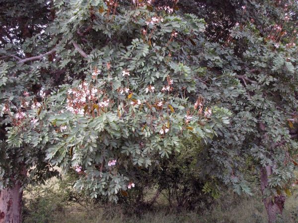 Baikiaea plurijuga
Zambezi Teak (Eng) Zambeszi-kiaat (Afr)
Trefwoorden: Plant;Boom;Fabaceae;roze
