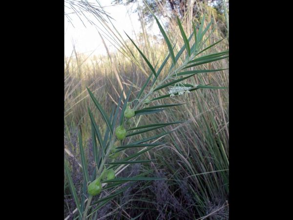 Gomphocarpus fruticosus
African Milkweed (Eng) Melkbos (Afr)
Trefwoorden: Plant;Apocynaceae;vrucht