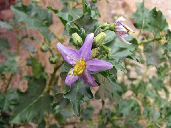 Solanum dinteri
Wild Tomato (Eng)
Trefwoorden: Plant;Solanaceae;Bloem;lila;paars