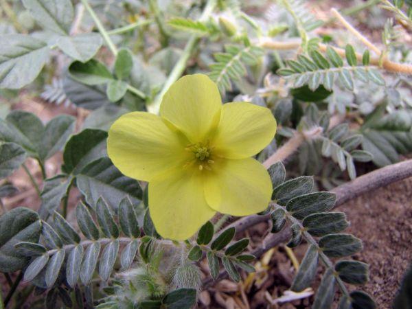 Tribulus zeyheri
Calthrop (Eng) Dubbeltjie (Afr)
Trefwoorden: Plant;Zygophyllaceae;Bloem;geel