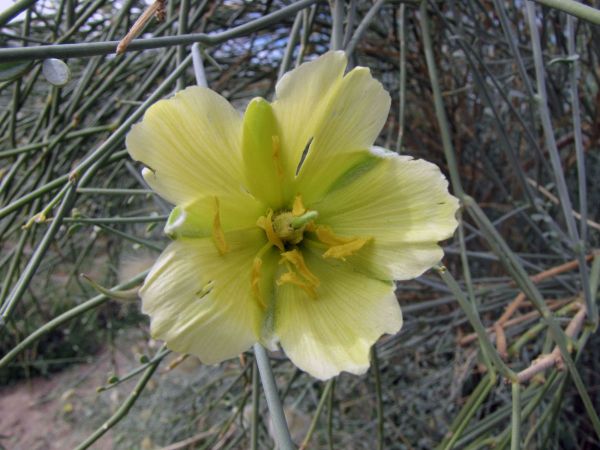 Sisyndite spartea
Desert Broom (Eng) Besembos (Afr)
Trefwoorden: Plant;Zygophyllaceae;Bloem;geel