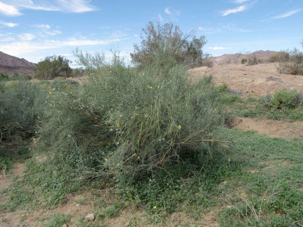 Sisyndite spartea
Desert Broom (Eng) Besembos (Afr)
Trefwoorden: Plant;Zygophyllaceae;Bloem;geel