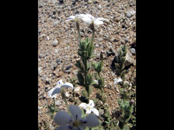 Jamesbrittenia maxii
Trefwoorden: Scrophulariaceae;Bloem;wit