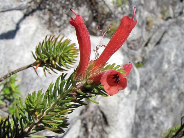 Erica abietina
Red Heath (Eng) Rooiklossieheide (Afr)
Trefwoorden: Plant;Ericaceae;Bloem;rood
