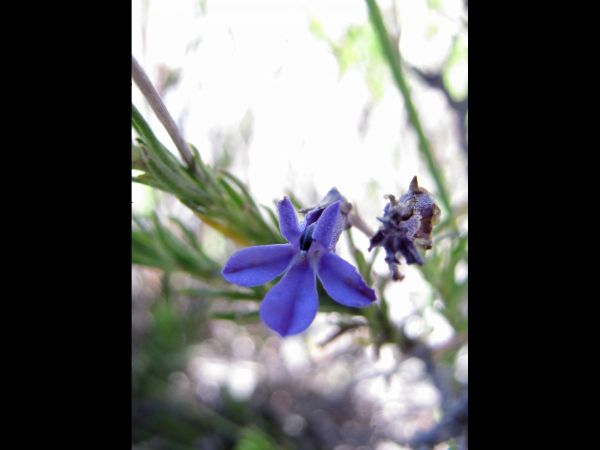 Lobelia pinifolia
Trefwoorden: Plant;Campanulaceae;Bloem;blauw