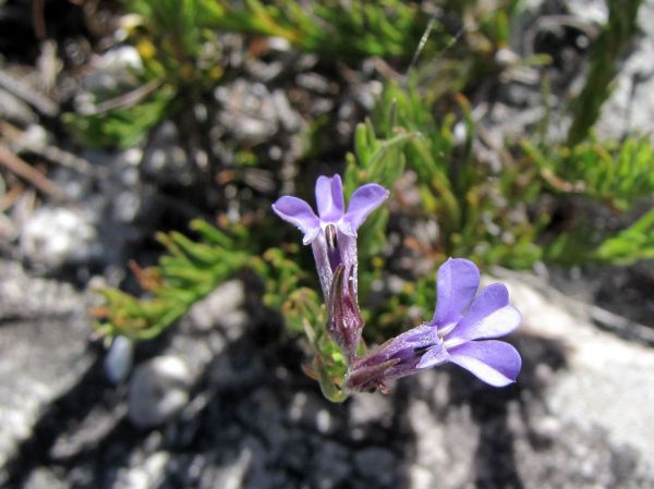 Lobelia pinifolia
Trefwoorden: Plant;Lobeliaceae;Bloem;blauw