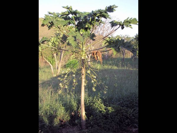 Carica papaya
Papaya Tree (Eng) Papajaboom (Ned) - male tree
Trefwoorden: Plant;Caricaceae;cultuurgewas