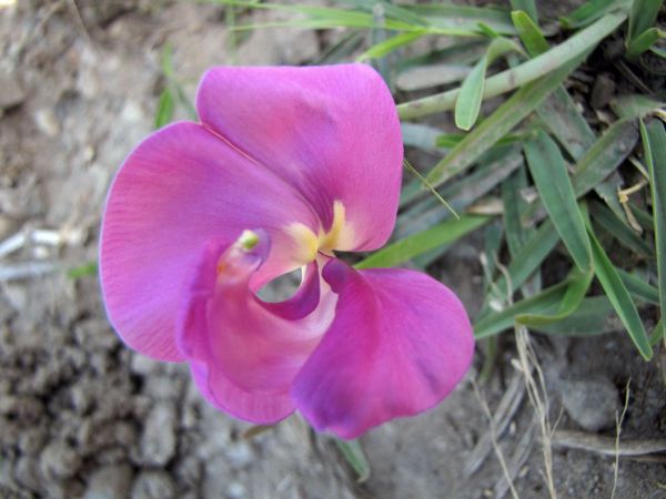 Sphenostylis angustifolia 
Wild sweet-pea (Eng) Wilde-ertjie (Afr)
Trefwoorden: Plant;Fabaceae;Bloem;roze