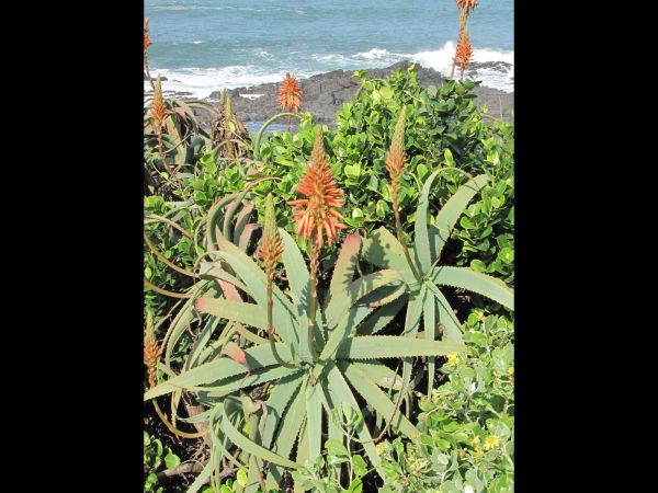 Aloe arborescens
Krantz aloe (Eng) Kransaalwyn (Afr)
Trefwoorden: Plant;Asphodelaceae;Bloem;oranje;rood