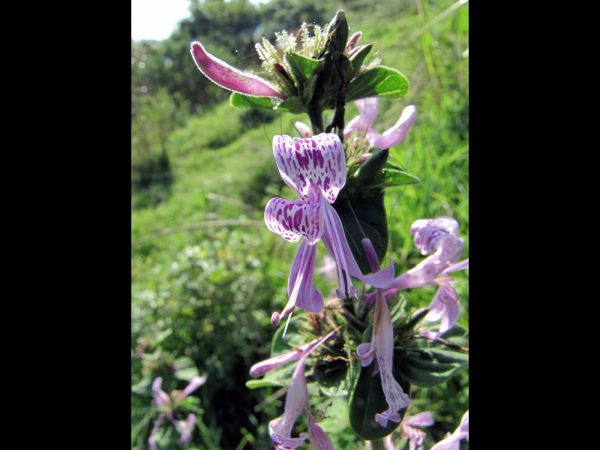 Hypoestes aristata
Ribbon Bush (Eng) Lintbos, Seeroogblommetjie (Afr) 
Trefwoorden: Plant;Acanthaceae;Bloem;lila;purper