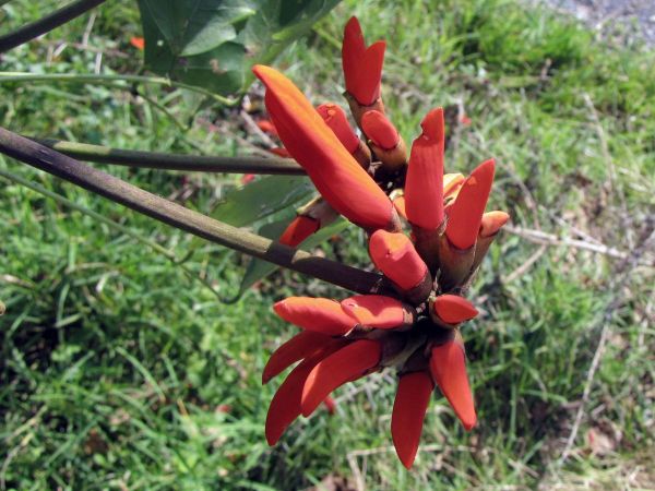 Erythrina lysistemon
Common Coral Tree (Eng) Gewone koraalboom (Afr)
Trefwoorden: Plant;Boom;Fabaceae;Bloem;oranje;rood