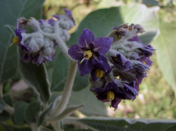 Solanum mauritianum
Woolly Nightshade, Earleaf Nightshade (Eng) Groot bitterappel (Afr)
Trefwoorden: Plant;Solanaceae;Bloem;paars