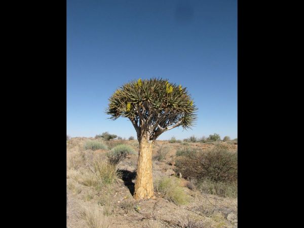 Aloë dichotoma
Quiver Tree (Eng) Kokerboom (Afr)
Trefwoorden: Plant;Boom;Asphodelaceae;Bloem;geel
