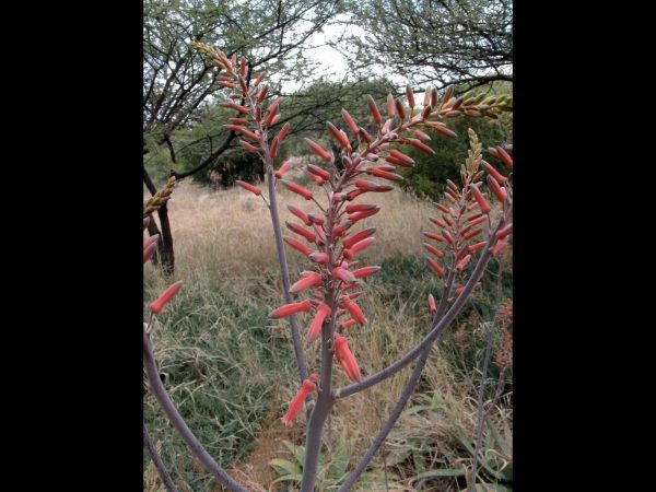 Aloe; A. zebrina
Spotted Aloe (Eng)
Trefwoorden: Plant;Asphodelaceae;Bloem;oranje;rood