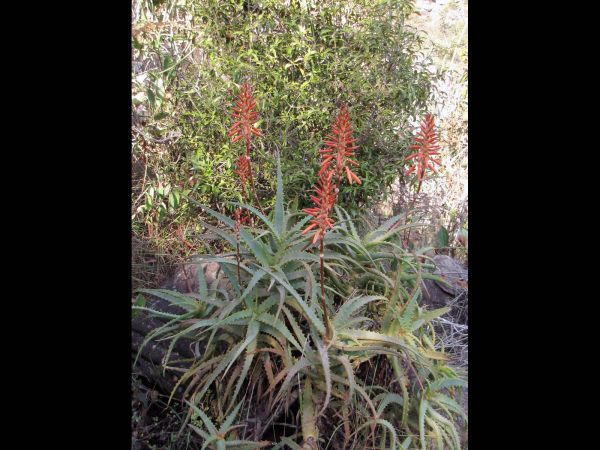 Aloe arborescens
Krantz Aloe (Eng) Kransaalwyn (Afr)
Trefwoorden: Plant;Asphodelaceae;Bloem;rood;oranje