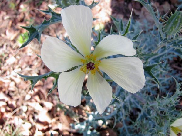 Argemone mexicana
Mexican Poppy (Eng) Stekelpapaver (Ned) Geelblom-bloudissel (Afr) 
Trefwoorden: Plant;Papaveraceae;Bloem;wit