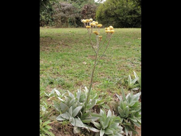 Helichrysum; H. nitens
Trefwoorden: Plant;Asteraceae;Bloem;geel