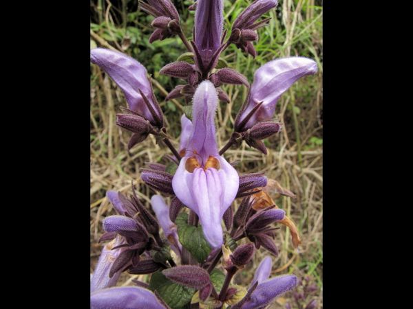Brillantaisia cicatricosa
Giant salvia (Eng)
Trefwoorden: Plant;Acanthaceae;Bloem;lila;paars