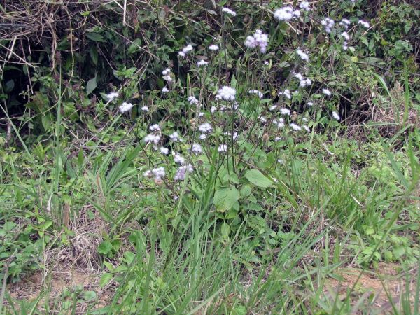 Ageratum; A. houstonianum
Floss Flower (Eng) Meksikaanse Ageratum (Afr)
Trefwoorden: Plant;Asteraceae;Bloem;lila