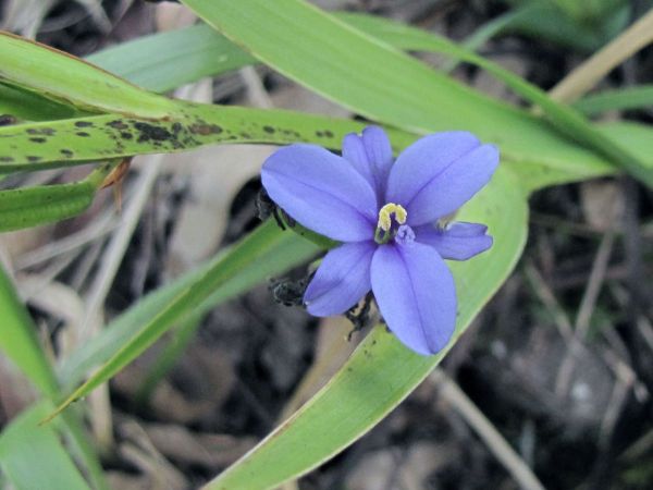 Aristea ecklonii
Blue Star (Eng) Blousterre (Afr)
Trefwoorden: Plant;Iridaceae;Bloem;blauw