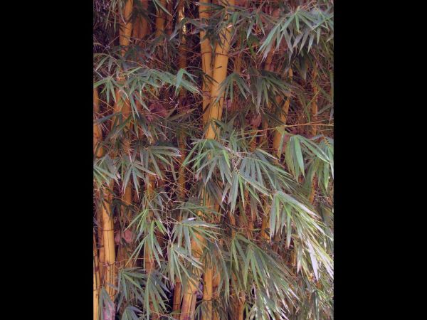 Bambusa vulgaris
Bamboo (Eng) Bamboe (Ned)
Trefwoorden: Plant;Poaceae
