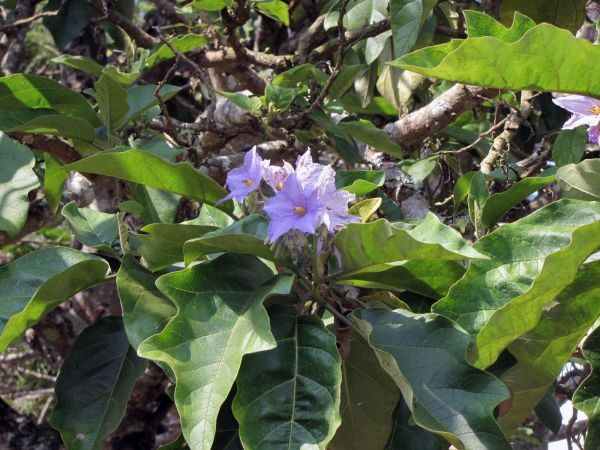 Solanum wrightii
Giant Potato Tree (Eng)
Trefwoorden: Plant;Boom;Solanaceae;Bloem;blauw;paars