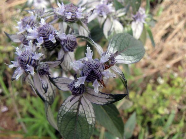 Haumaniastrum villosum
Trefwoorden: Plant;Lamiaceae;Bloem;paars;blauw