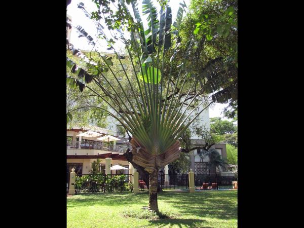 Ravenala madagascariensis
Traveller's Palm (Eng) Reizigersboom (Ned)
Trefwoorden: Plant;Boom;Strelitziaceae