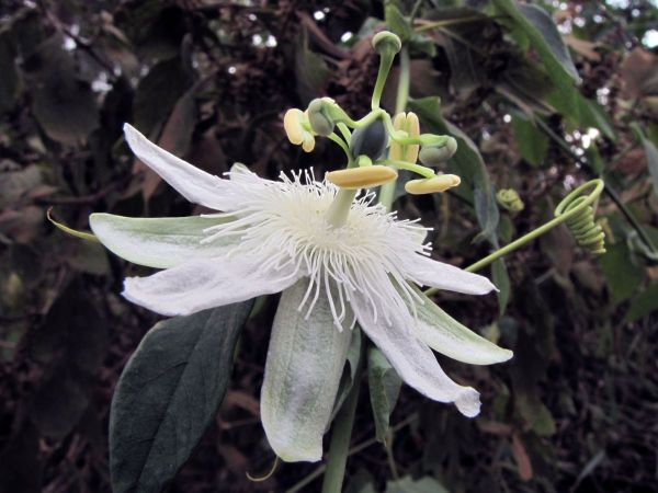 Passiflora subpeltata
White Passionflower (Eng) Passiebloem (Ned)
Trefwoorden: Plant;Passifloraceae;Bloem;wit