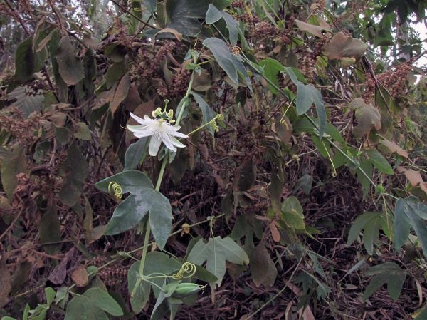 Passiflora subpeltata
White Passionflower (Eng) Passiebloem (Ned)
Trefwoorden: Plant;Passifloraceae;Bloem;wit