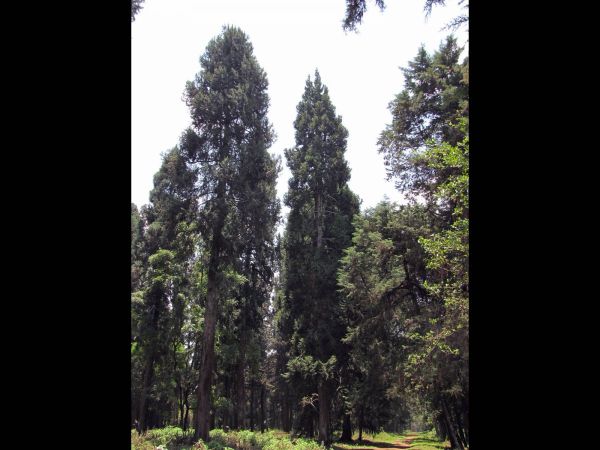 Cupressus torulosa
Himalayan cypress (Eng)
Trefwoorden: Plant;Boom;Cupressaceae