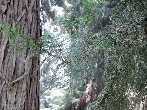 Cupressus torulosa
Himalayan Cypress (Eng)
Trefwoorden: Plant;Boom;Cupressaceae