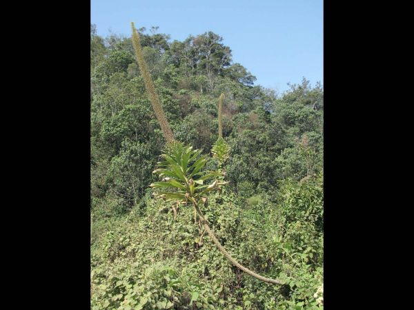 Lobelia gibberoa
Giant Lobelia (Eng) Reuzenlobelia (Ned)
Trefwoorden: Plant;Campanulaceae;Bloem;onopvallend;groen