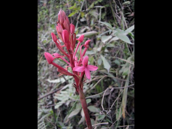 Disa eminii
Emin's Disa (Eng)
Trefwoorden: Plant;Orchidaceae;Bloem;roze