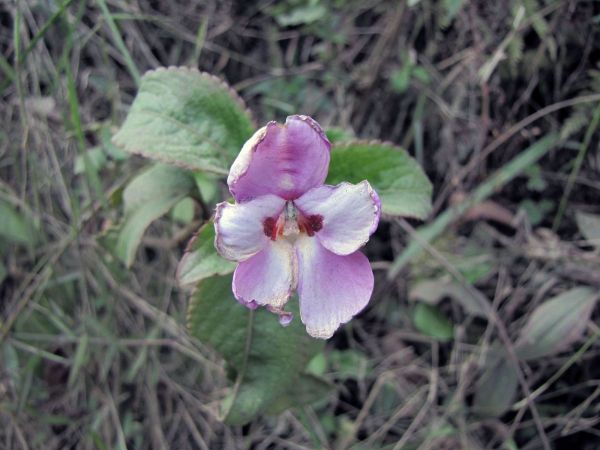 Impatiens; I. purpureoviolacea
Trefwoorden: Plant;Balsaminaceae;Bloem;roze;wit