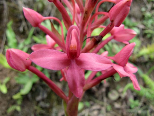 Disa eminii
Emin's Disa (Eng)
Trefwoorden: Plant;Orchidaceae;Bloem;roze