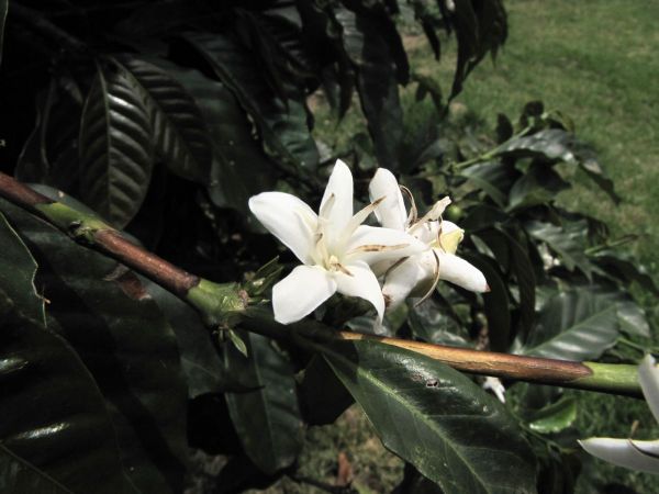 Coffea canephora
Coffee (Eng) Kofiieplant (Ned)
Trefwoorden: Plant;Rubiaceae;Bloem;wit;cultuurgewas