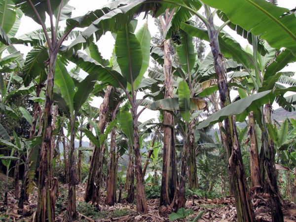Musa
Banana (Eng) Banaan (Ned)
Trefwoorden: Plant;Musaceae;cultuurgewas
