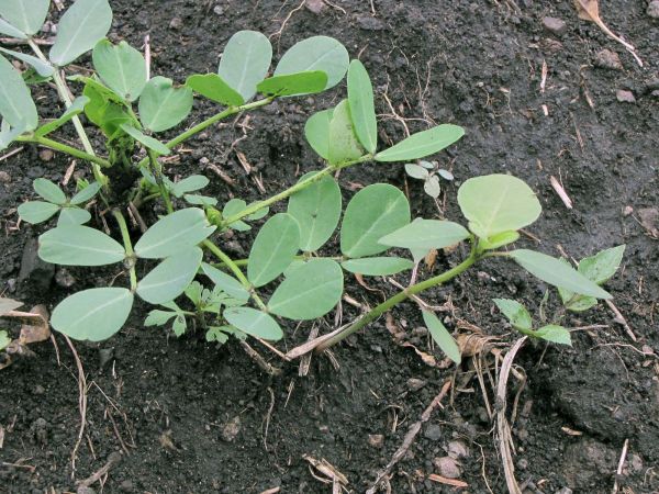 Arachis hypogaea
Peanut (Eng) Pinda, Aardnoot (Ned)
Trefwoorden: Plant;Fabaceae;cultuurgewas
