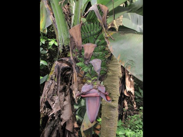 Musa
Banana (Eng) Banaan (Ned)
Trefwoorden: Plant;Musaceae;Bloem;rood;vrucht;cultuurgewas
