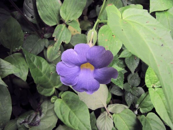 Thunbergia battiscombei
Blue Glory Vine (Eng)
Trefwoorden: Plant;Acanthaceae;Bloem;blauw