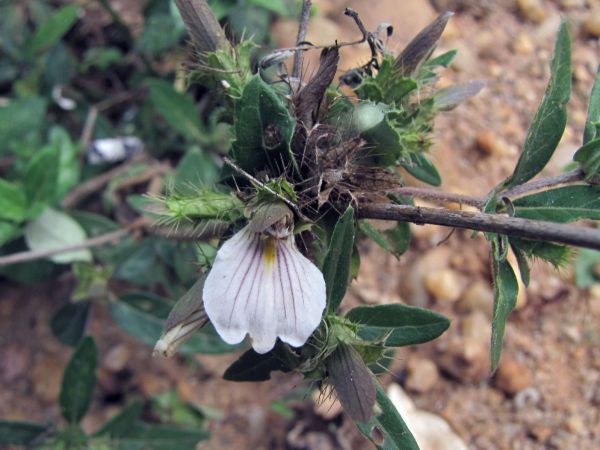 Blepharis maderaspatensis
Trefwoorden: Plant;Acanthaceae;Bloem;wit;geel