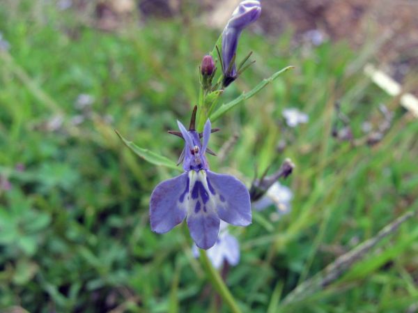 Lobelia flaccida
Trefwoorden: Plant;Campanulaceae;Bloem;blauw