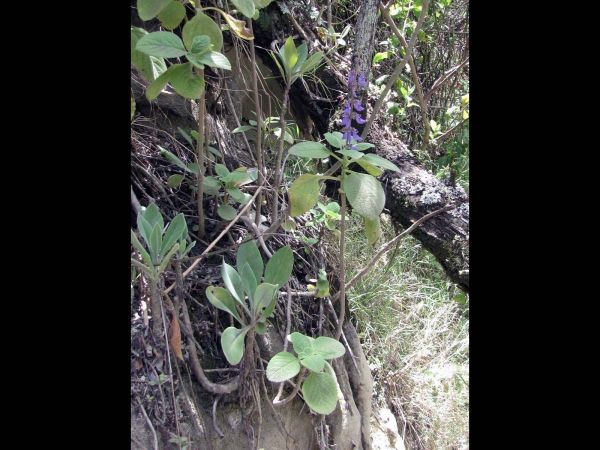 Plectranthus barbatus
Indian Coleus (Eng)
Trefwoorden: Plant;Lamiaceae;Bloem;blauw